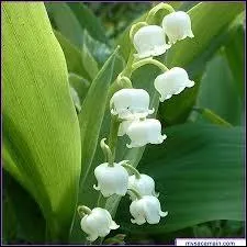 On pense qu'offrir un brin de muguet le 1er mai vient de vieilles traditions celtes, mais savez-vous quel roi de France serait, selon certains,  l'origine de cette coutume chez nous ?