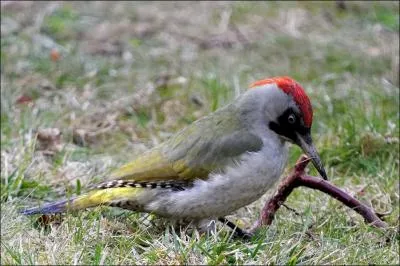 Quel est cet animal ?