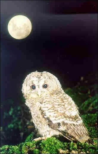 Quel est cet animal ?