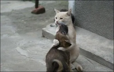 Qu'est-ce qui rapproche le chat du chien ?