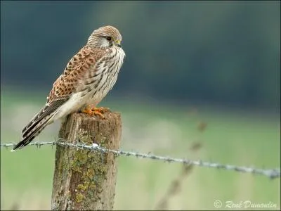 Qui du mle ou de la femelle est le plus grand ?