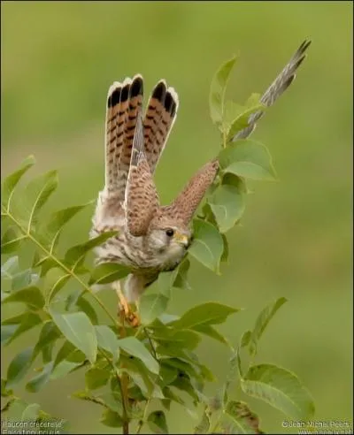 Au niveau des couleurs, quelle est la diffrence entre le mle et la femelle ?
