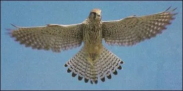 Parmi ces propositions, que ne consomme pas le faucon crcerelle ?