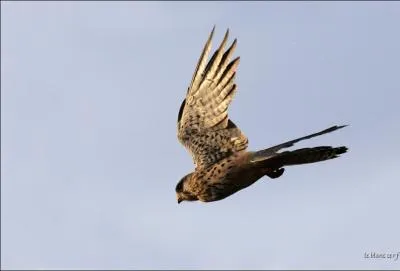 O dorment-ils la nuit ?
