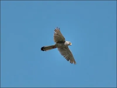 Qu'est-ce que le vol du  Saint Esprit  ?