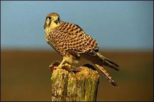 Quel est son chant ?