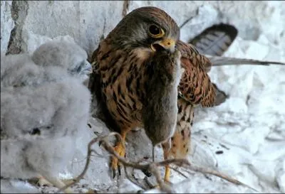 D'o lui vient son nom  crcerelle  ?