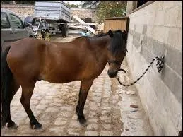 O mesure-t-on un cheval ou un poney ?