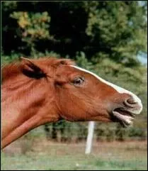 Un cheval qui met ses oreilles en arrire, a signifie ...