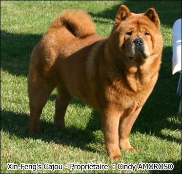 Quel est ce chien ?