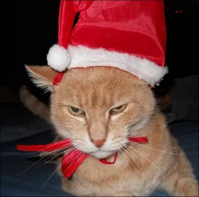 C'est la finalit de l'mission  Trente millions d'amis , l ...