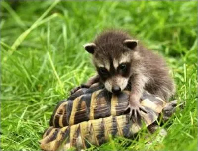 Comment qualifier ce jeune raton-laveur ?