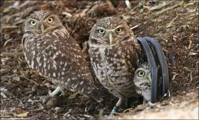 Ces chouettes (ou chevches) sont des ... ... . des terriers !