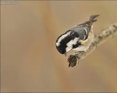 Quel est le nom scientifique de la mésange noire ?