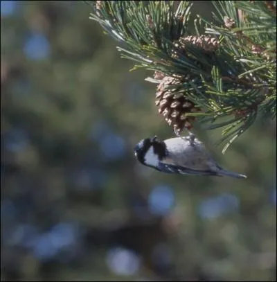 O vit-elle principalement ?