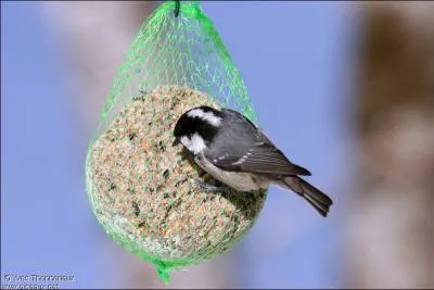 A quoi la reconnat-on des autres msanges ?