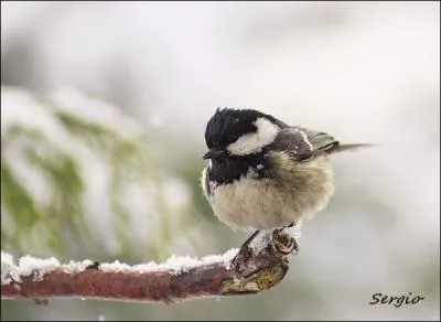 A quelle saison de l'anne fait-elle son apparition sur nos fentres ?
