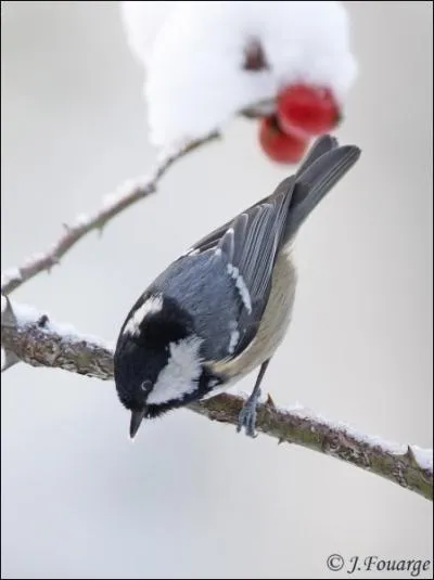 Depuis quand est-elle protge ?