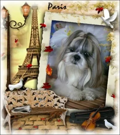 Dans quel pays ai-je fait le World Dog Show ?