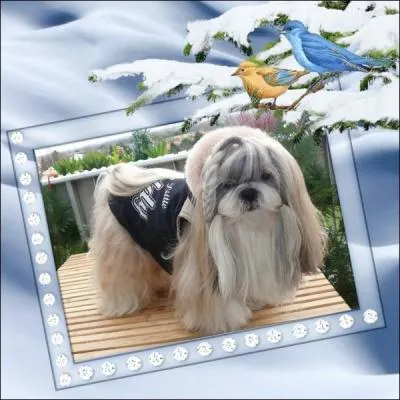 O ai-je pass mes dernires vacances d'hiver ?