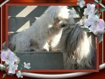 Dans quel pays habite mon amie Douchka ?