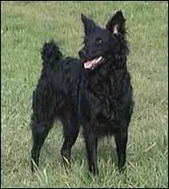 Quelle est cette Race de Chiens ?