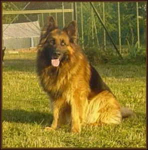 Quelle est cette Race de Chiens ?