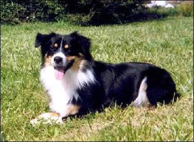 Quelle est cette Race de Chiens ?