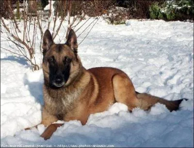 Quelle est cette Race de Chiens ?