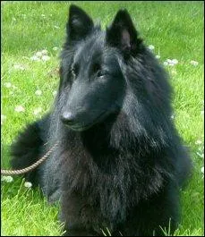 Quelle est cette Race de Chiens ?