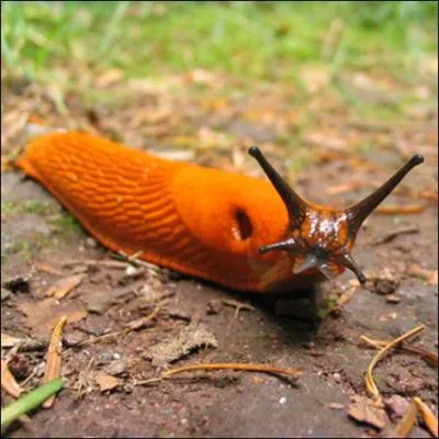 Comment se traduit une  limace  en anglais ?