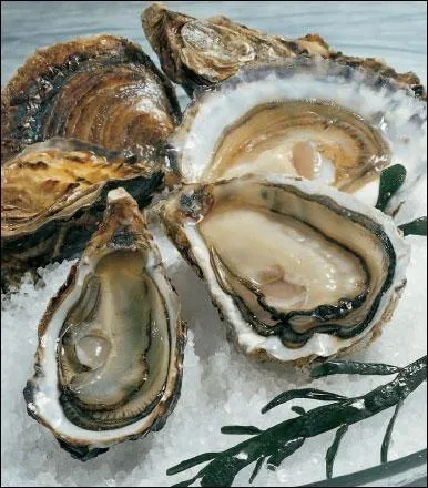 Comment se traduit une  hutre  en anglais ?