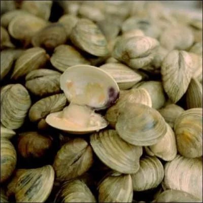 Comment se traduit une  palourde  en anglais ?