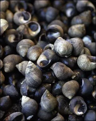 Comment se traduit le  bigorneau  en anglais ?