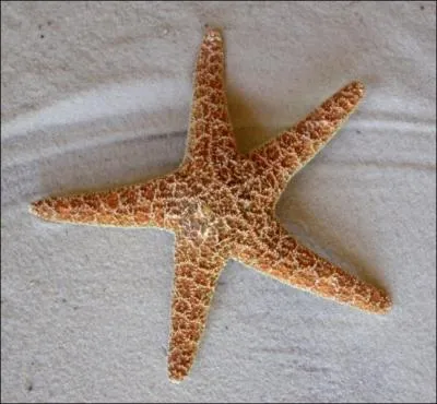 Comment se traduit une  toile de mer  en anglais ?