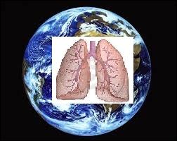 Le  poumon de la Terre  se situe en faite :