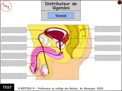 Organes pairs, ce sont des glandes sexuelles de l'homme, dont les quivalents chez les femmes sont les ovaires. Ce sont les ...