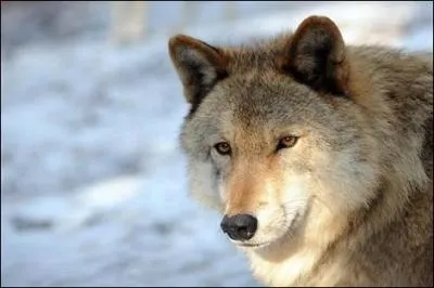 Quel est le point commun entre San Francisco et cette image ?