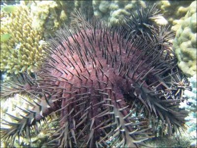 Carnivore, vous la trouverez dans les toiles !