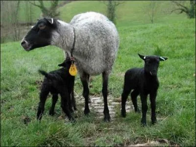 Vous pensez qu'on abat l'agneau karacul pour la viande ? Dtrompez-vous, c'est juste pour l'...