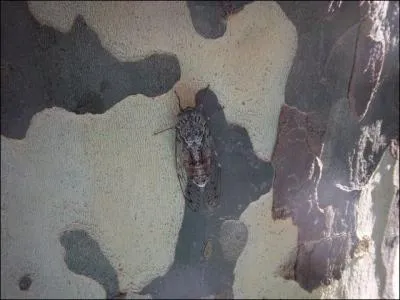 Oh quel gros insecte ! Quel est cette bbte ?