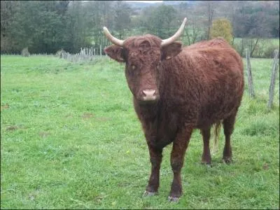 Dans quel rgion ai-je photographi ce bel animal ?