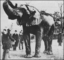 Ce pensionnaire du Jardin des Plantes de Paris, fut par la suite la vedette du cirque Barnum. Quel tait son nom, qui signifie  hello  en swahili ?