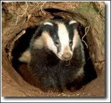 Quels animaux sortent d'hibernation ?