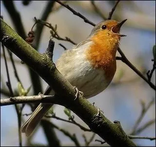 Quelle est la raison principale du chant des oiseaux ?