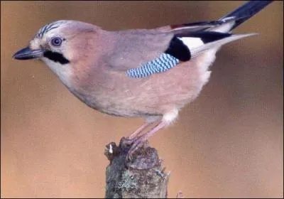 Quels oiseaux sont nuisibles ?