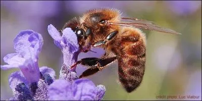 Pourquoi les abeilles sont-elles trs importantes dans la nature ?