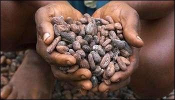 De quelle région du monde le cacao est-il originaire ?