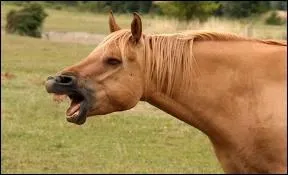 Comment est-il surnomm ?