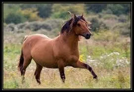 Pour quelles activits est-il utilis ?